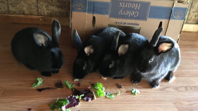 April, May, June and August